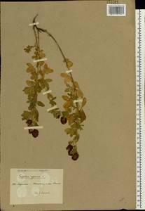 Trifolium aureum Pollich, Eastern Europe, North Ukrainian region (E11) (Ukraine)