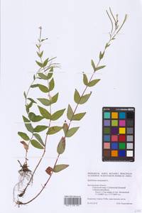 Epilobium montanum L., Eastern Europe, Central forest-and-steppe region (E6) (Russia)