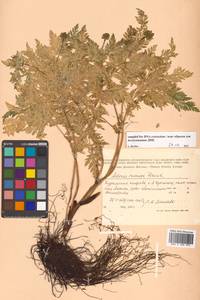 Adonis ramosa Franch., Siberia, Russian Far East (S6) (Russia)