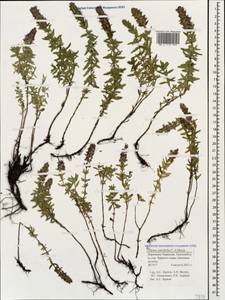 Thymus pulchellus C.A.Mey., Caucasus, Stavropol Krai, Karachay-Cherkessia & Kabardino-Balkaria (K1b) (Russia)