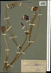 Gladiolus atroviolaceus Boiss., Caucasus, Armenia (K5) (Armenia)