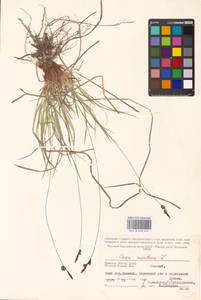 Carex montana L., Eastern Europe, Western region (E3) (Russia)