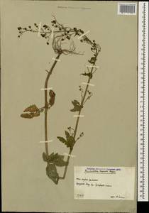 Scrophularia scopolii Hoppe, Caucasus, South Ossetia (K4b) (South Ossetia)