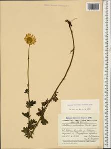 Cota melanoloma subsp. melanoloma, Caucasus, Stavropol Krai, Karachay-Cherkessia & Kabardino-Balkaria (K1b) (Russia)