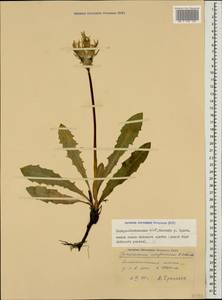 Taraxacum confusum Schischk., Caucasus, North Ossetia, Ingushetia & Chechnya (K1c) (Russia)