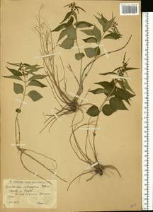 Vincetoxicum fuscatum subsp. fuscatum, Eastern Europe, Lower Volga region (E9) (Russia)