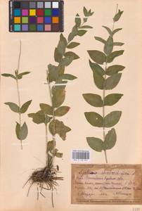 Silene chalcedonica (L.) E.H.L.Krause, Eastern Europe, Middle Volga region (E8) (Russia)