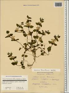 Lamium tomentosum Willd., Caucasus, North Ossetia, Ingushetia & Chechnya (K1c) (Russia)