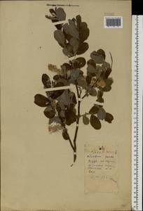 Salix aurita L., Eastern Europe, Belarus (E3a) (Belarus)