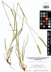 Phleum pratense L., Siberia, Baikal & Transbaikal region (S4) (Russia)