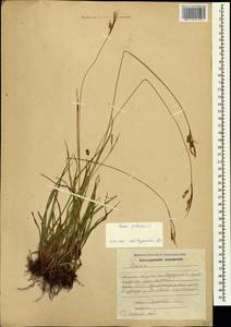 Carex pallescens L., Caucasus, Armenia (K5) (Armenia)