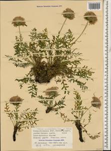 Jurinea coronopifolia Sommier & Levier, Caucasus, North Ossetia, Ingushetia & Chechnya (K1c) (Russia)