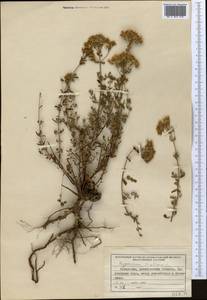 Hypericum scabrum L., Middle Asia, Northern & Central Tian Shan (M4) (Kazakhstan)