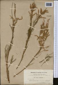 Tamarix ramosissima Ledeb., Middle Asia, Muyunkumy, Balkhash & Betpak-Dala (M9) (Kazakhstan)