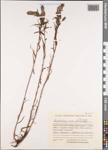 Castilleja rubra (Drobow) Rebrist., Siberia, Yakutia (S5) (Russia)