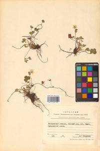 Potentilla stolonifera Lehm. ex Ledeb., Siberia, Chukotka & Kamchatka (S7) (Russia)