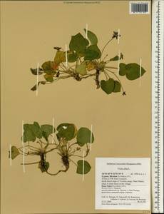 Viola alba, South Asia, South Asia (Asia outside ex-Soviet states and Mongolia) (ASIA) (Cyprus)