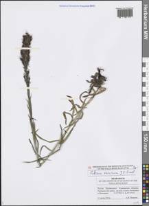 Pontechium maculatum (L.) Böhle & Hilger, Eastern Europe, Middle Volga region (E8) (Russia)