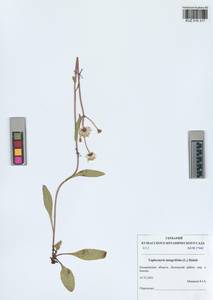 Tephroseris integrifolia (L.) Holub, Siberia, Altai & Sayany Mountains (S2) (Russia)