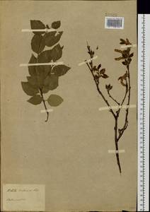 Betula davurica Pall., Siberia, Baikal & Transbaikal region (S4) (Russia)