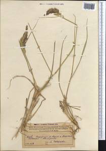 Calamagrostis, Middle Asia, Caspian Ustyurt & Northern Aralia (M8) (Kazakhstan)