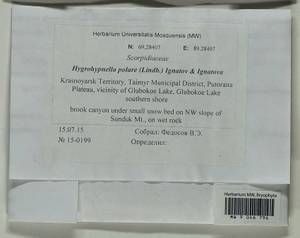 Hygrohypnella polaris (Lindb.) Ignatov & Ignatova, Bryophytes, Bryophytes - Krasnoyarsk Krai, Tyva & Khakassia (B17) (Russia)