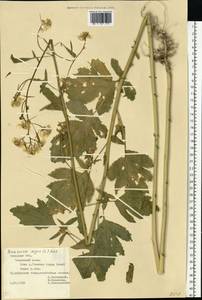 Rhamphospermum nigrum (L.) Al-Shehbaz, Eastern Europe, Central forest-and-steppe region (E6) (Russia)