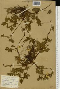 Ranunculus repens L., Eastern Europe, Central forest region (E5) (Russia)