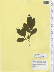 Salix caprea L., Siberia, Baikal & Transbaikal region (S4) (Russia)