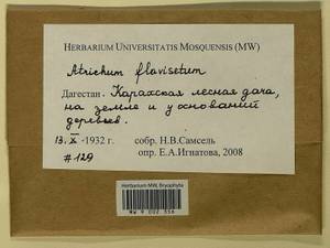 Atrichum flavisetum Mitt., Bryophytes, Bryophytes - North Caucasus & Ciscaucasia (B12) (Russia)