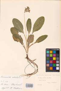 Primula elatior (L.) L., Western Europe (EUR) (Germany)