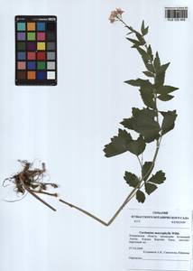 Cardamine macrophylla Willd., Siberia, Altai & Sayany Mountains (S2) (Russia)