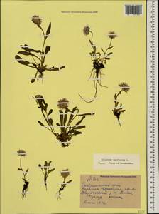 Erigeron uniflorus L., Caucasus, Stavropol Krai, Karachay-Cherkessia & Kabardino-Balkaria (K1b) (Russia)