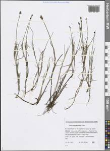Carex chordorrhiza L.f., Siberia, Western Siberia (S1) (Russia)