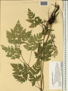 Chaerophyllum aureum L., Eastern Europe, Moscow region (E4a) (Russia)