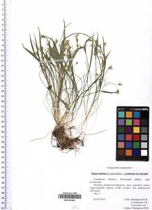 SMR001882, Gagea minima (L.) Ker Gawl., Eastern Europe, Middle Volga region (E8) (Russia)