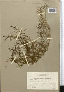 Xylosalsola richteri (Moq.) Akhani & Roalson, Middle Asia, Karakum (M6) (Turkmenistan)