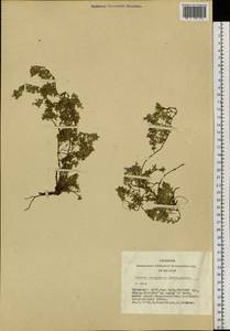 Thymus mongolicus (Ronniger) Ronniger, Siberia, Altai & Sayany Mountains (S2) (Russia)