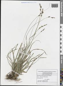 Carex ericetorum Pollich, Eastern Europe, Middle Volga region (E8) (Russia)