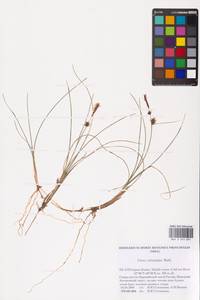 Carex rotundata Wahlenb., Eastern Europe, Northern region (E1) (Russia)