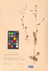 Rorippa palustris (L.) Besser, Siberia, Russian Far East (S6) (Russia)