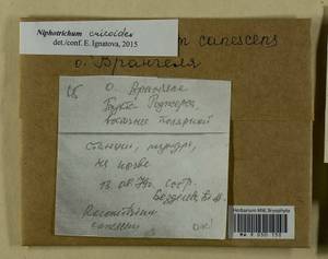 Niphotrichum ericoides (Brid.) Bedn.-Ochyra & Ochyra, Bryophytes, Bryophytes - Chukotka & Kamchatka (B21) (Russia)