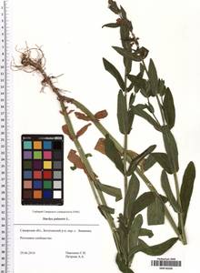 Stachys palustris L., Eastern Europe, Middle Volga region (E8) (Russia)