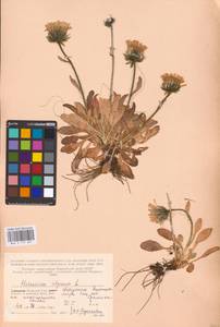 Hieracium alpinum L., Eastern Europe, Northern region (E1) (Russia)