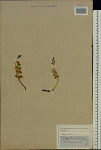 Botrychium lunaria (L.) Sw., Eastern Europe, Moscow region (E4a) (Russia)