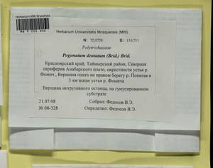 Pogonatum dentatum (Menzies ex Brid.) Brid., Bryophytes, Bryophytes - Krasnoyarsk Krai, Tyva & Khakassia (B17) (Russia)
