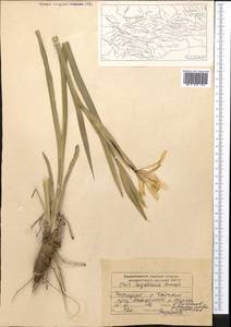 Iris halophila var. sogdiana (Bunge) Skeels, Middle Asia, Western Tian Shan & Karatau (M3) (Kyrgyzstan)