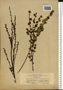 Betula nana L., Eastern Europe, North-Western region (E2) (Russia)