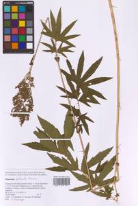 Filipendula digitata (Willd.) Bergmans, Siberia, Russian Far East (S6) (Russia)