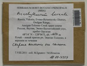 Brachythecium boreale Ignatov, Bryophytes, Bryophytes - Yakutia (B19) (Russia)